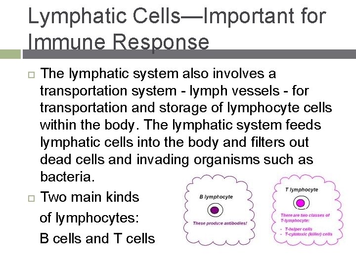 Lymphatic Cells—Important for Immune Response The lymphatic system also involves a transportation system -