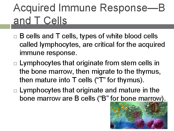 Acquired Immune Response—B and T Cells B cells and T cells, types of white