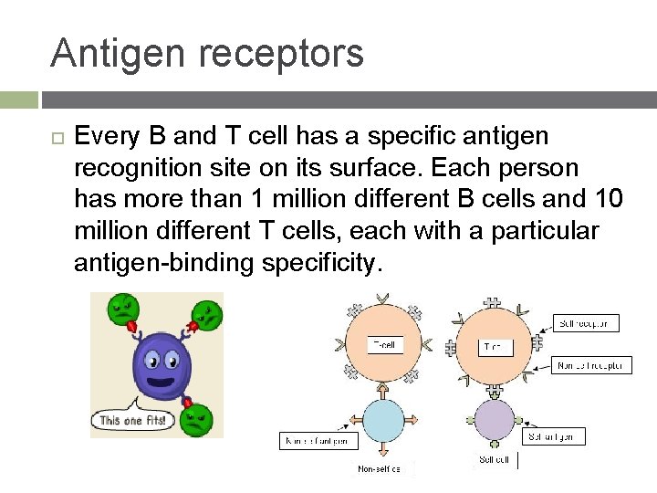 Antigen receptors Every B and T cell has a specific antigen recognition site on