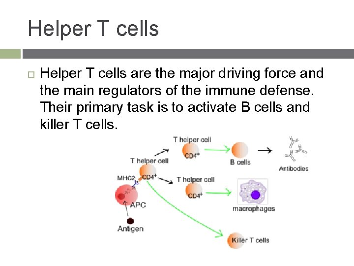 Helper T cells are the major driving force and the main regulators of the