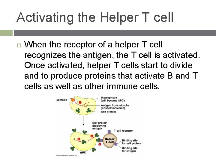 Activating the Helper T cell When the receptor of a helper T cell recognizes