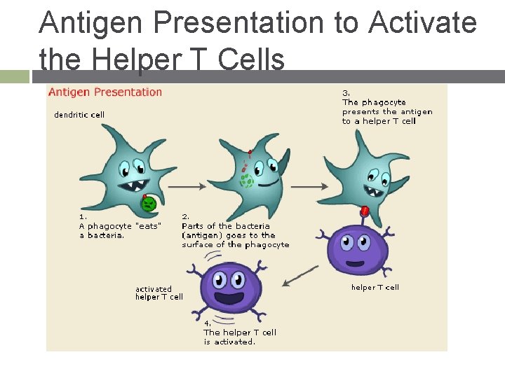 Antigen Presentation to Activate the Helper T Cells 