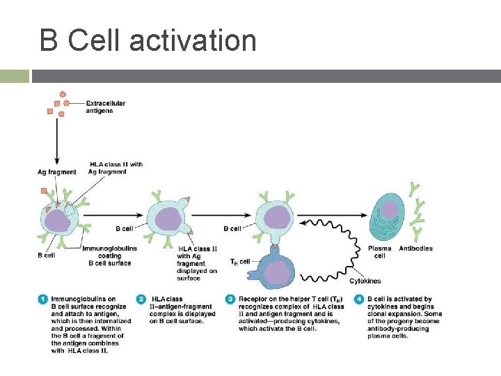 B Cell activation 