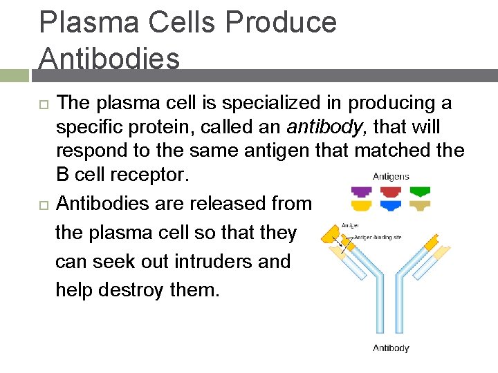 Plasma Cells Produce Antibodies The plasma cell is specialized in producing a specific protein,