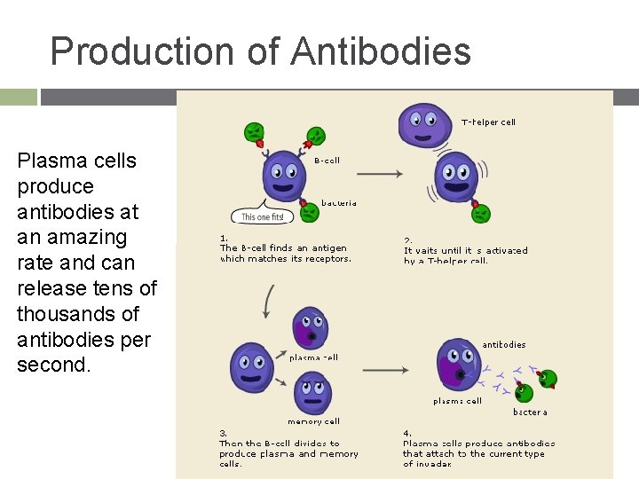 Production of Antibodies Plasma cells produce antibodies at an amazing rate and can release