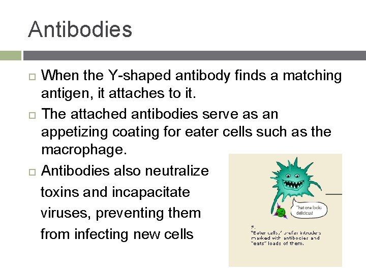 Antibodies When the Y-shaped antibody finds a matching antigen, it attaches to it. The