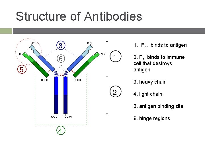Structure of Antibodies 1. Fab binds to antigen 2. Fe binds to immune cell