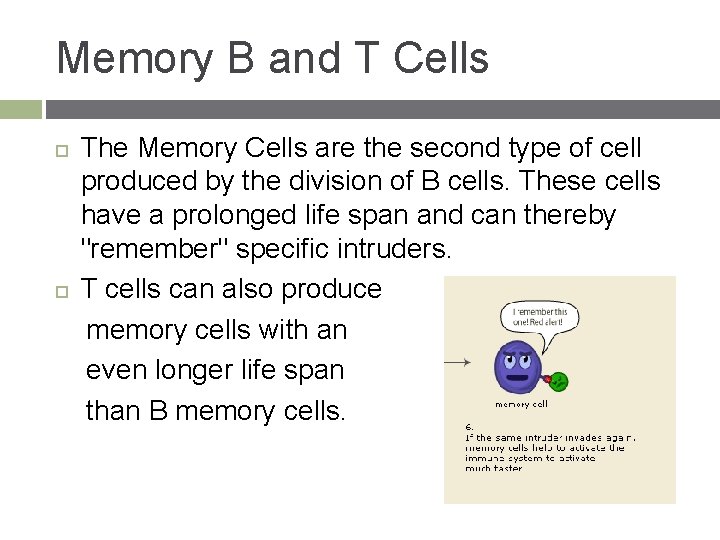 Memory B and T Cells The Memory Cells are the second type of cell