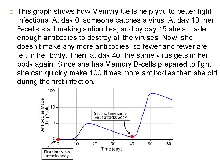  This graph shows how Memory Cells help you to better fight infections. At