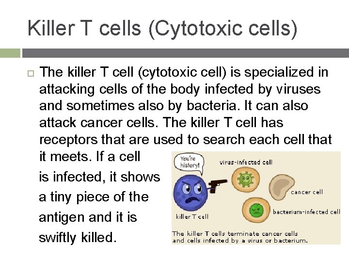 Killer T cells (Cytotoxic cells) The killer T cell (cytotoxic cell) is specialized in