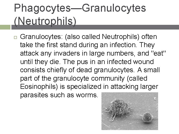 Phagocytes—Granulocytes (Neutrophils) Granulocytes: (also called Neutrophils) often take the first stand during an infection.