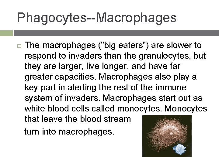Phagocytes--Macrophages The macrophages ("big eaters") are slower to respond to invaders than the granulocytes,