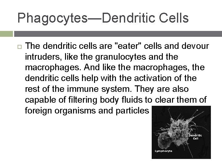 Phagocytes—Dendritic Cells The dendritic cells are "eater" cells and devour intruders, like the granulocytes
