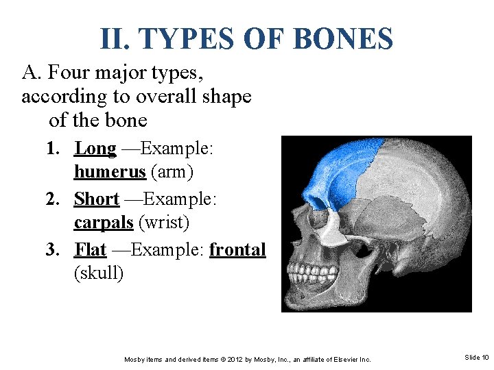 II. TYPES OF BONES A. Four major types, according to overall shape of the