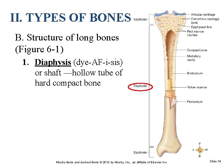 II. TYPES OF BONES B. Structure of long bones (Figure 6 -1) 1. Diaphysis