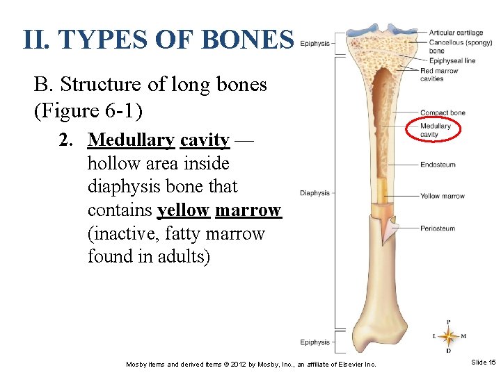 II. TYPES OF BONES B. Structure of long bones (Figure 6 -1) 2. Medullary