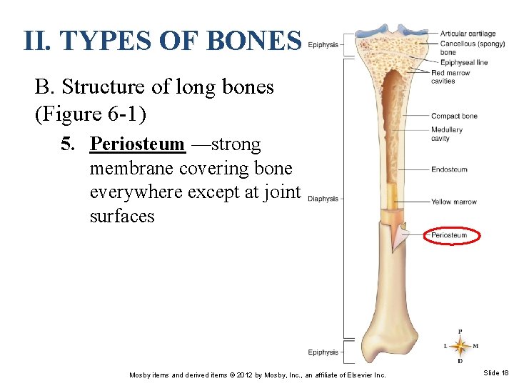 II. TYPES OF BONES B. Structure of long bones (Figure 6 -1) 5. Periosteum