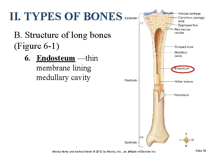 II. TYPES OF BONES B. Structure of long bones (Figure 6 -1) 6. Endosteum