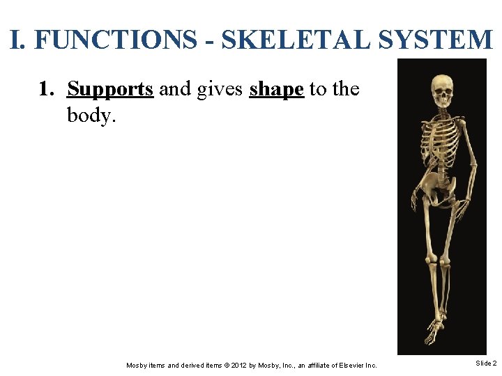 I. FUNCTIONS - SKELETAL SYSTEM 1. Supports and gives shape to the body. Mosby