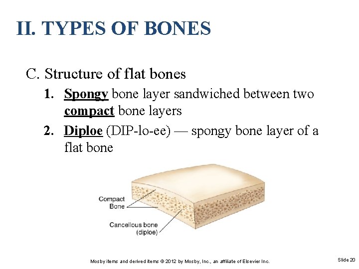 II. TYPES OF BONES C. Structure of flat bones 1. Spongy bone layer sandwiched