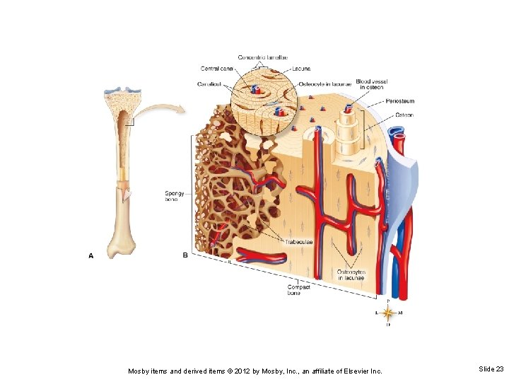 Mosby items and derived items © 2012 by Mosby, Inc. , an affiliate of