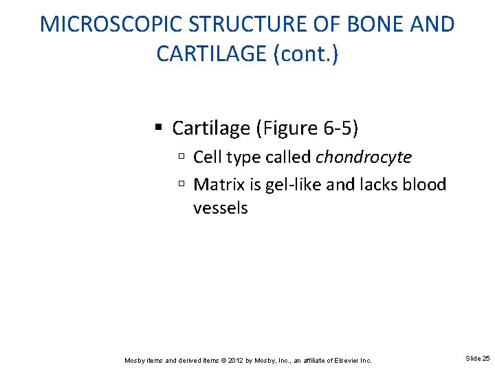 MICROSCOPIC STRUCTURE OF BONE AND CARTILAGE (cont. ) Cartilage (Figure 6 -5) Cell type