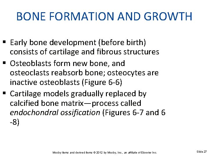 BONE FORMATION AND GROWTH Early bone development (before birth) consists of cartilage and fibrous