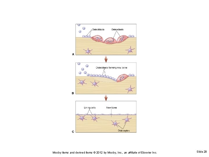 Mosby items and derived items © 2012 by Mosby, Inc. , an affiliate of