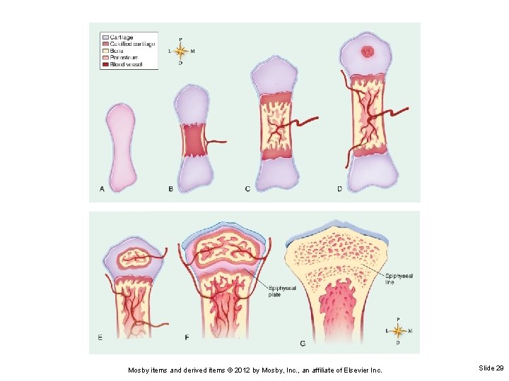 Mosby items and derived items © 2012 by Mosby, Inc. , an affiliate of