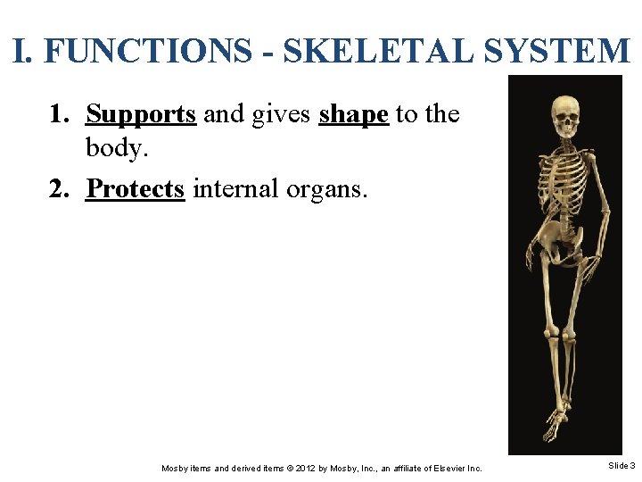 I. FUNCTIONS - SKELETAL SYSTEM 1. Supports and gives shape to the body. 2.