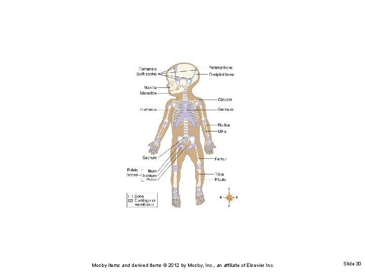 Mosby items and derived items © 2012 by Mosby, Inc. , an affiliate of