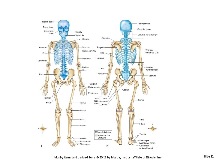Mosby items and derived items © 2012 by Mosby, Inc. , an affiliate of