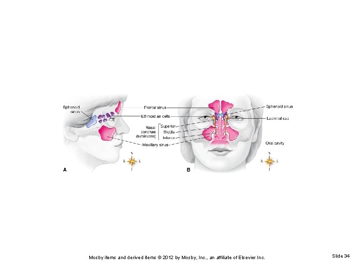 Mosby items and derived items © 2012 by Mosby, Inc. , an affiliate of