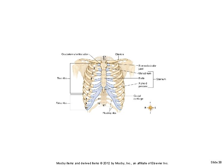 Mosby items and derived items © 2012 by Mosby, Inc. , an affiliate of