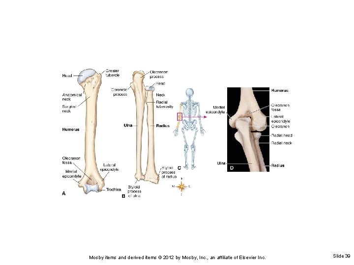 Mosby items and derived items © 2012 by Mosby, Inc. , an affiliate of