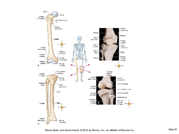 Mosby items and derived items © 2012 by Mosby, Inc. , an affiliate of