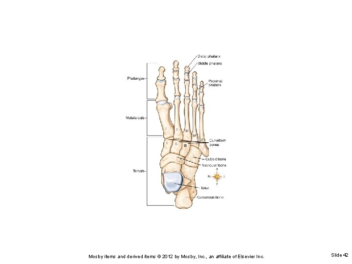 Mosby items and derived items © 2012 by Mosby, Inc. , an affiliate of