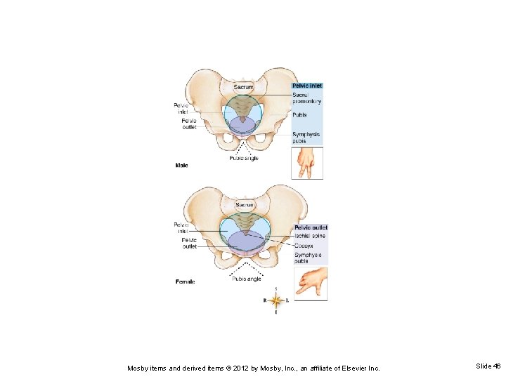 Mosby items and derived items © 2012 by Mosby, Inc. , an affiliate of