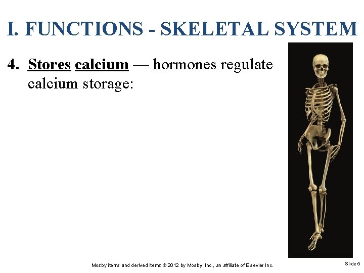 I. FUNCTIONS - SKELETAL SYSTEM 4. Stores calcium — hormones regulate calcium storage: Mosby