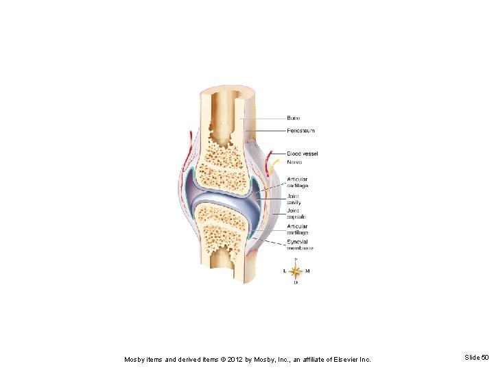 Mosby items and derived items © 2012 by Mosby, Inc. , an affiliate of