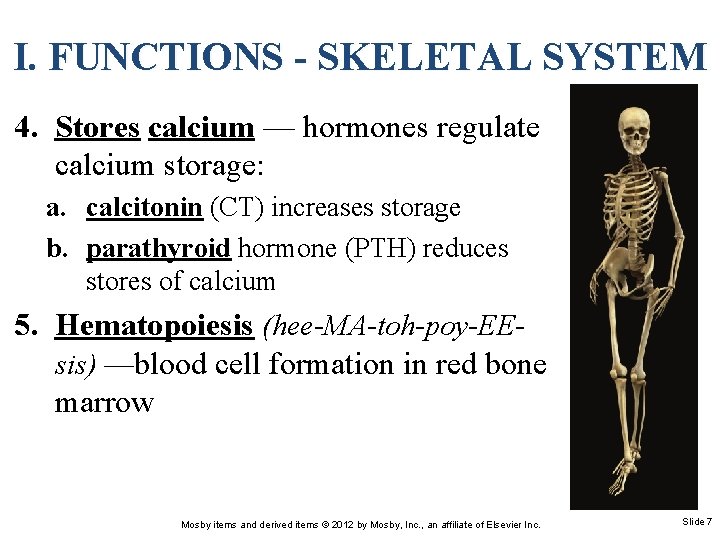 I. FUNCTIONS - SKELETAL SYSTEM 4. Stores calcium — hormones regulate calcium storage: a.