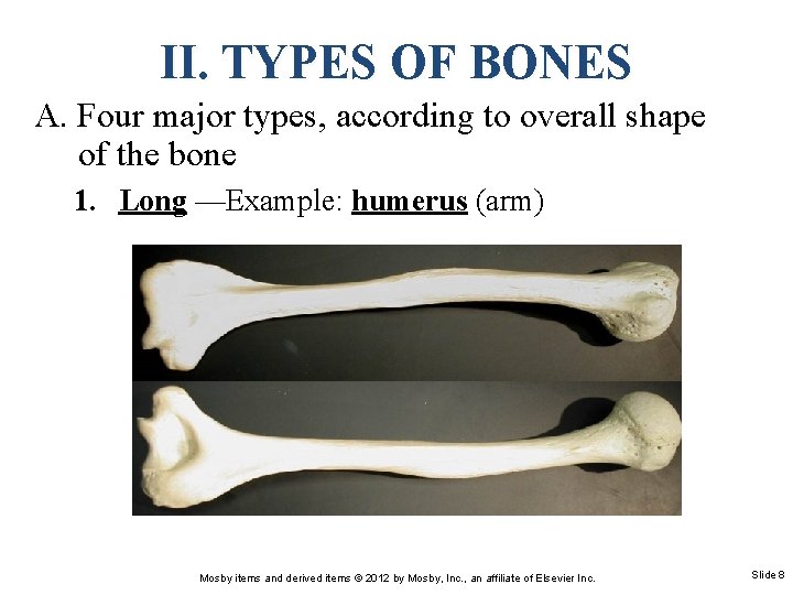 II. TYPES OF BONES A. Four major types, according to overall shape of the