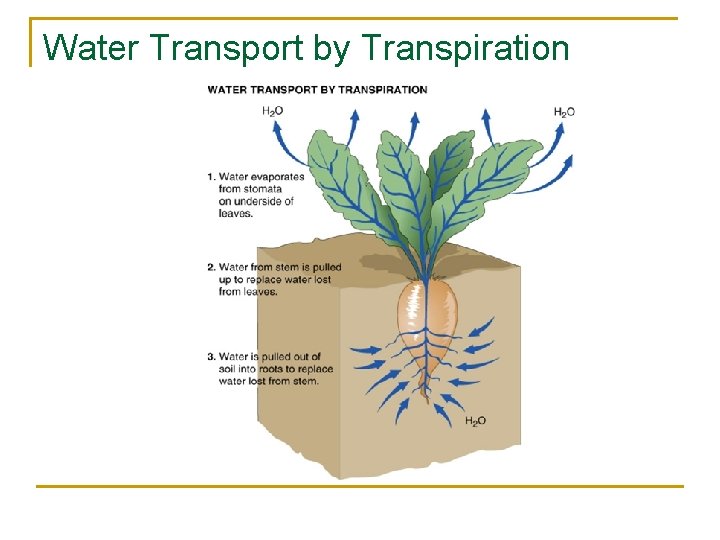 Water Transport by Transpiration 