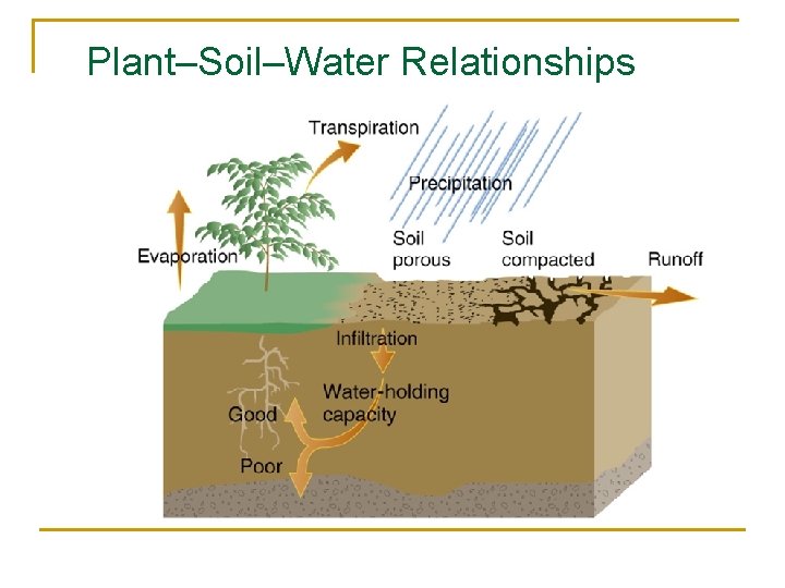 Plant–Soil–Water Relationships 