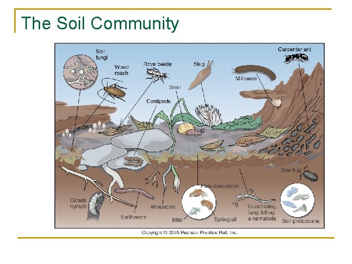 The Soil Community 