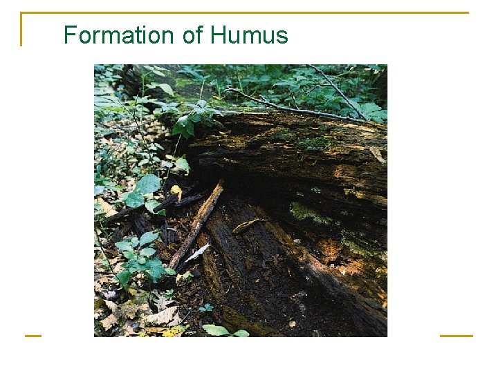 Formation of Humus 