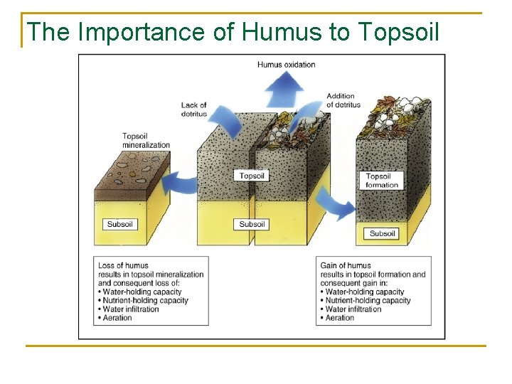 The Importance of Humus to Topsoil 