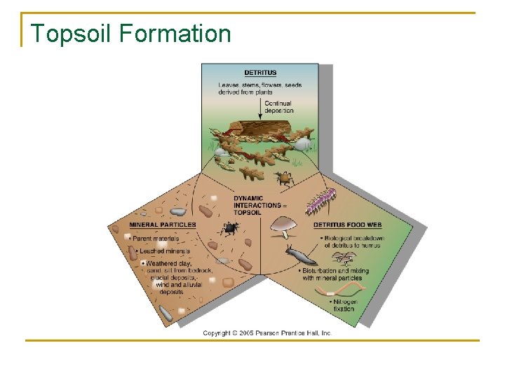 Topsoil Formation 
