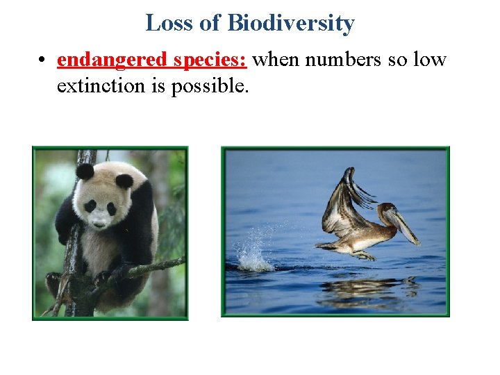 Loss of Biodiversity • endangered species: when numbers so low extinction is possible. 