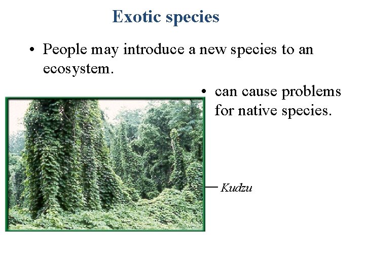 Exotic species • People may introduce a new species to an ecosystem. • can